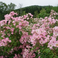 Iwamizawa Park, Iwamizawa