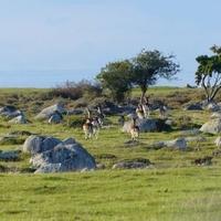 Öland