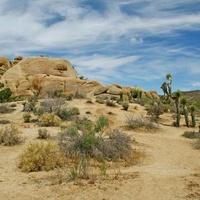 Joshua Tree, CA