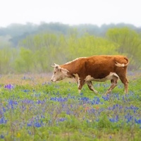 Poteet, TX